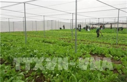 Nông nghiệp an toàn cho thu nhập cao và bền vững