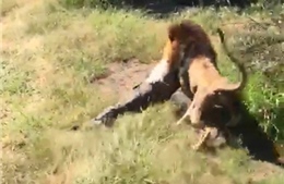 Sư tử kéo lê chủ công viên động vật hoang dã trước mắt du khách