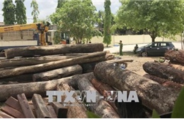 Vụ vận chuyển gỗ lậu quy mô lớn: Đình chỉ công tác 4 cán bộ Bộ đội Biên phòng Đắk Lắk 