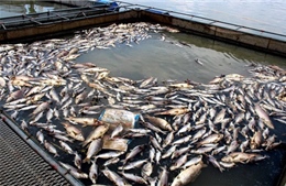 Hàng trăm tấn cá chết trắng sông Kinh Thầy, người dân điêu đứng mất tiền tỷ 