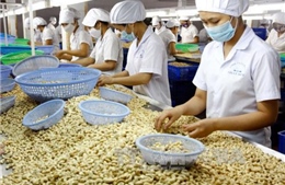 Cần nâng cao chất lượng chế biến hạt điều Việt Nam