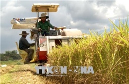 Hiệu quả từ sản xuất lúa gạo hữu cơ chất lượng cao