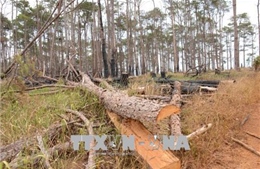 Kỷ luật 5 cán bộ kiểm lâm liên quan vụ phá rừng nghiêm trọng ở Quảng Bình