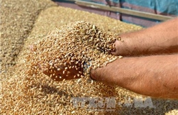 Mỹ kiện Ấn Độ lên WTO liên quan đến trợ giá ngũ cốc