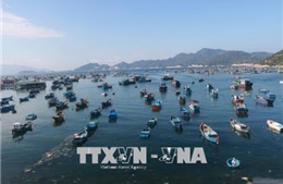 Phát triển ngành thủy sản Khánh Hòa - Bài 1: Đa dạng nguồn giống