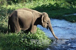 Bảo tồn voi ở Đắk Lắk vẫn còn nhiều thách thức