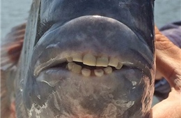 Phát hiện loài cá lạ có hàm răng giống người