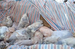Phát hiện doanh nghiệp chôn lợn chết dưới ruộng gây ô nhiễm môi trường 