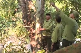 Quảng Nam chủ động phương án phòng chống chữa cháy rừng trong mùa khô
