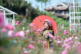 Khám phá xứ sở hoa hồng đẹp mê mải tại Sun World Fansipan Legend