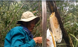 Nghề gác kèo ong mật ở vùng U Minh Thượng 