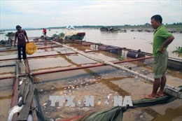 Công an vào cuộc điều tra nguyên nhân hàng trăm tấn cá bè chết trên sông La Ngà 
