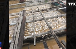 Cá nuôi chết hàng loạt trên sông La Ngà, Đồng Nai