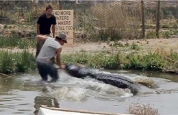 Suýt mất tay vì mải chụp ảnh cá sấu khổng lồ