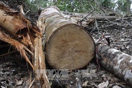 Gia Lai: Điều tra làm rõ vụ khai thác gỗ trái phép tại đồi Chư Jú, thị xã Ayun Pa