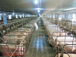 Giá lợn hơi tại các tỉnh phía Nam đang tăng mạnh