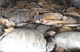 Mở lại phiên tòa xét xử vụ buôn bán hơn 10 tấn rùa biển tại Nha Trang 