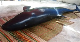Cá voi gần 300 kg trôi dạt vào bờ biển xã Bình Thuận, Quảng Ngãi