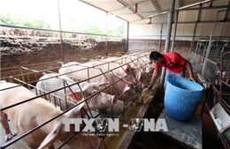 Giá lợn hơi tăng mạnh khiến chỉ số giá tiêu dùng tháng 5 tăng 