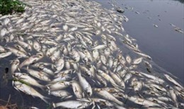Cá chết liên tục tại huyện Đầm Dơi, vì sao chưa thu được mẫu vật để tìm nguyên nhân?