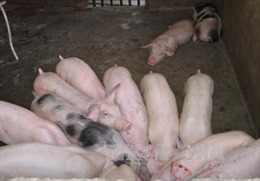 Giá lợn hơi ở Trà Vinh chạm mốc 50.000 đồng/kg 
