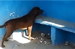 Không rõ lý do, chú chó nhìn chăm chăm bức tường xanh liền 3 ngày