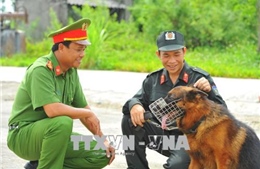 Huấn luyện chó nghiệp vụ: Nguy hiểm và công phu