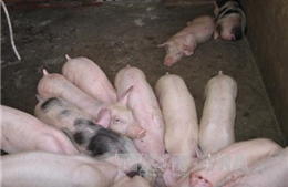Lạng Sơn liên tiếp bắt giữ các vụ vận chuyển lợn thịt nhập lậu