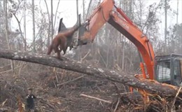 Video đười ươi &#39;nổi máu anh hùng&#39; quyết cản máy ủi phá rừng
