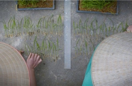 Truyền thông Anh quan tâm tới lúa hấp thụ nitrogen từ không khí ở Việt Nam