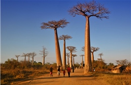 Nhiều cây hàng nghìn năm tuổi tại châu Phi chết hàng loạt