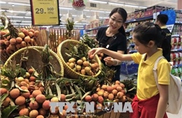 Saigon Co.op cam kết bao tiêu vải thiều Lục Ngạn, Thanh Hà 