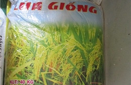 Tây Ninh truy cứu trách nhiệm việc cấp lúa giống kém chất lượng cho nông dân
