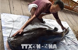 Bắt được cá lăng hơn 100 kg cực hiếm trên sông Tiền