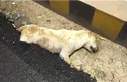 Người dân Ấn Độ phẫn nộ vì hình ảnh chú chó bị chôn sống trong nhựa đường