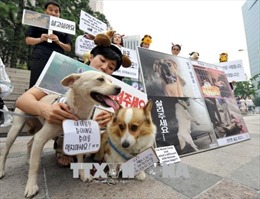Tòa án Hàn Quốc cấm giết chó để ăn thịt 