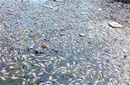 Cá lại chết hàng loạt trên sông ở Đầm Dơi, Cà Mau 