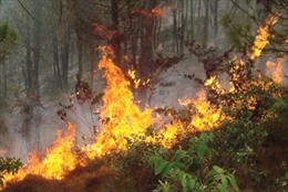 12 tỉnh, thành phố đang có nguy cơ cháy rừng cao
