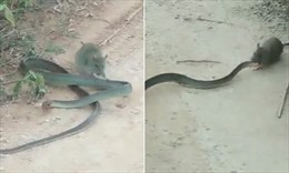 Chuyện ngược đời: Chuột tấn công, hành hạ rắn