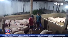 Bắt quả tang cơ sở bơm nước vào lợn tại Long An