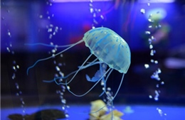 Israel thử nghiệm xử lý hạt nhựa trong nước biển bằng sứa 