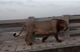 Sư tử lững thững 'di dạo' trên cầu