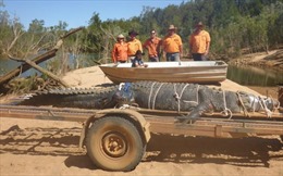 Sau 8 năm ròng rã truy lùng, lực lượng chức năng Australia bắt được cá sấu khổng lồ