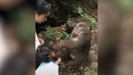 Không được cho ăn tiếp, khỉ nổi giận đấm ngã bé gái du khách