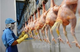 Thịt gà Việt Nam &#39;rộng cửa&#39; đi Nhật Bản và các thị trường khó tính