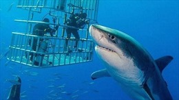 Ghi hình được con cá mập trắng to nhất từ trước tới nay
