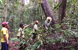 Quỹ dịch vụ môi trường rừng  góp phần bảo vệ rừng tốt hơn