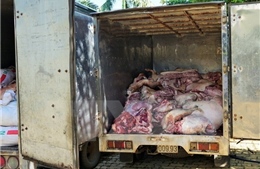 Bắt giữ ôtô vận chuyển 2,5 tấn thịt lợn đang phân huỷ