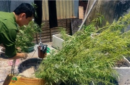 Trồng trái phép 281 cây cần sa trong rẫy cà phê ở Đắk Lắk