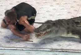 Tai nạn đẫm máu trong buổi biểu diễn với cá sấu tại Thái Lan